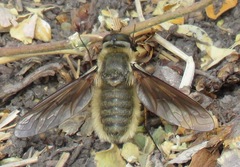 Poecilanthrax sackenii