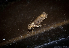 Ardozyga sodalisella