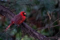 Cardinalis cardinalis