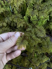 Hylocomium splendens