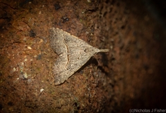 Trigonistis asthenopa