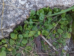 Dichondra repens