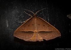 Epidesmia chilonaria