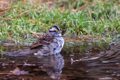 Zonotrichia albicollis
