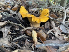 Cantharellus californicus
