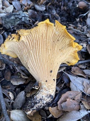 Cantharellus californicus