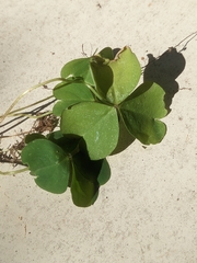 Oxalis