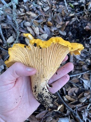 Cantharellus californicus