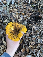 Cantharellus californicus