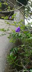 Brunfelsia australis
