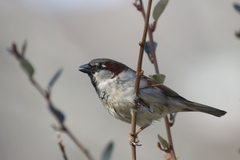 Passer domesticus