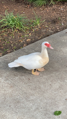 Cairina moschata domestica