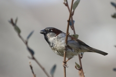 Passer domesticus
