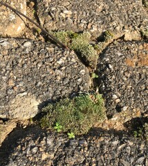 Bryum argenteum