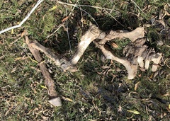 Equus asinus