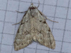 Nola triquetrana