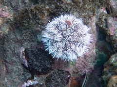 Tripneustes ventricosus