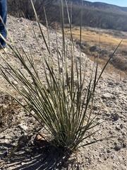 Dasylirion leiophyllum