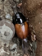 Aphodius fimetarius