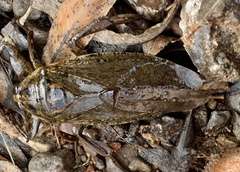 Lethocerus medius