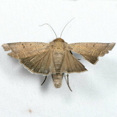 Abagrotis