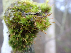 Ulota bruchii