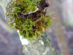 Ulota bruchii