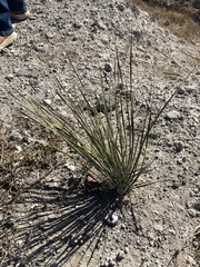 Dasylirion leiophyllum