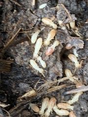 Reticulitermes hesperus