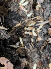 Reticulitermes hesperus