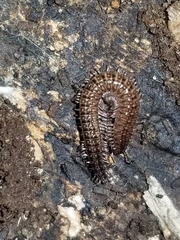 Cleidogona