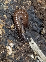 Cleidogona