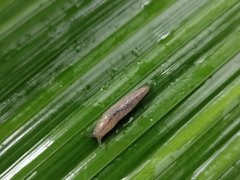 Meghimatium pictum