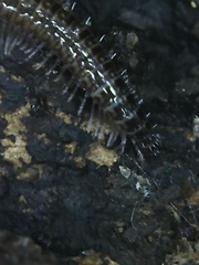 Cleidogona