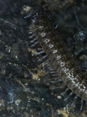 Cleidogona