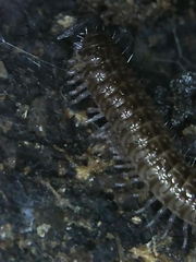 Cleidogona