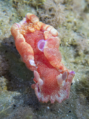 Hexabranchus sanguineus