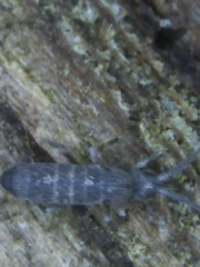 Tomocerus minor