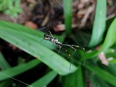 Trichonephila clavipes