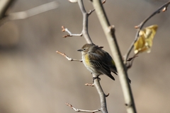 Setophaga coronata