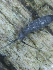 Tomocerus minor