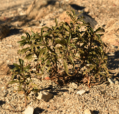 Eriodictyon trichocalyx