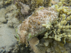 Dolabrifera brazieri