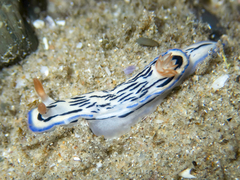 Hypselodoris maritima