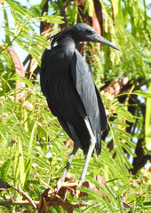 Egretta ardesiaca