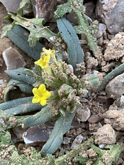 Arnebia hispidissima