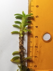 Fernandezia crystallina