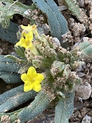 Arnebia hispidissima