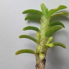 Fernandezia crystallina