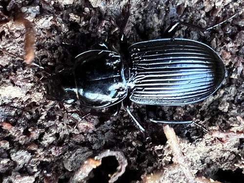 Pterostichus stygicus photo 5